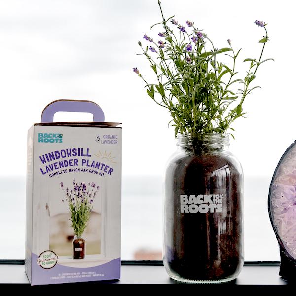 back to the roots organic lavender grow kit