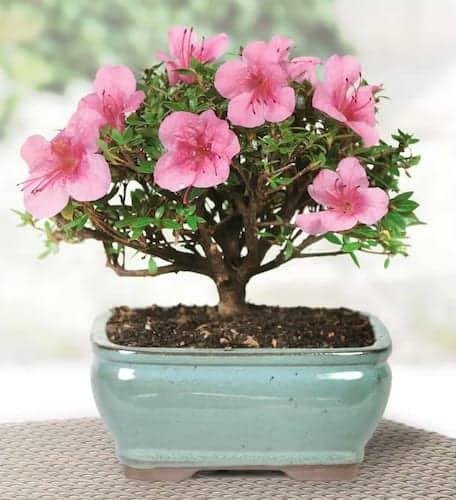 brussels pink satsuki azeala bonzai plant